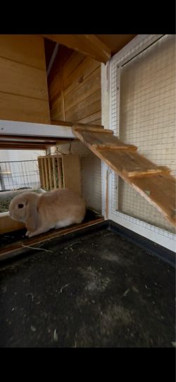 Bunnies house