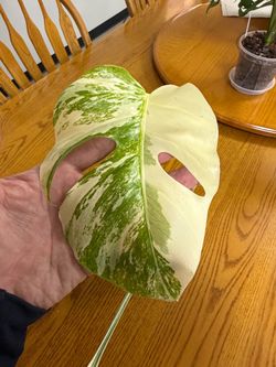 Monstera Albo