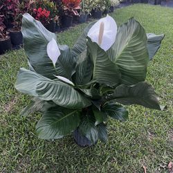 PEACE LILY PLANT ( Indoor And - Outdoor Full Shade)