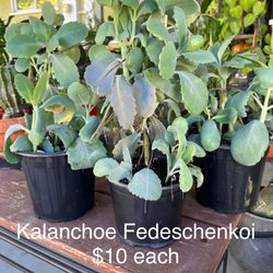 $10 Kalanchoe Fedeschenkoi