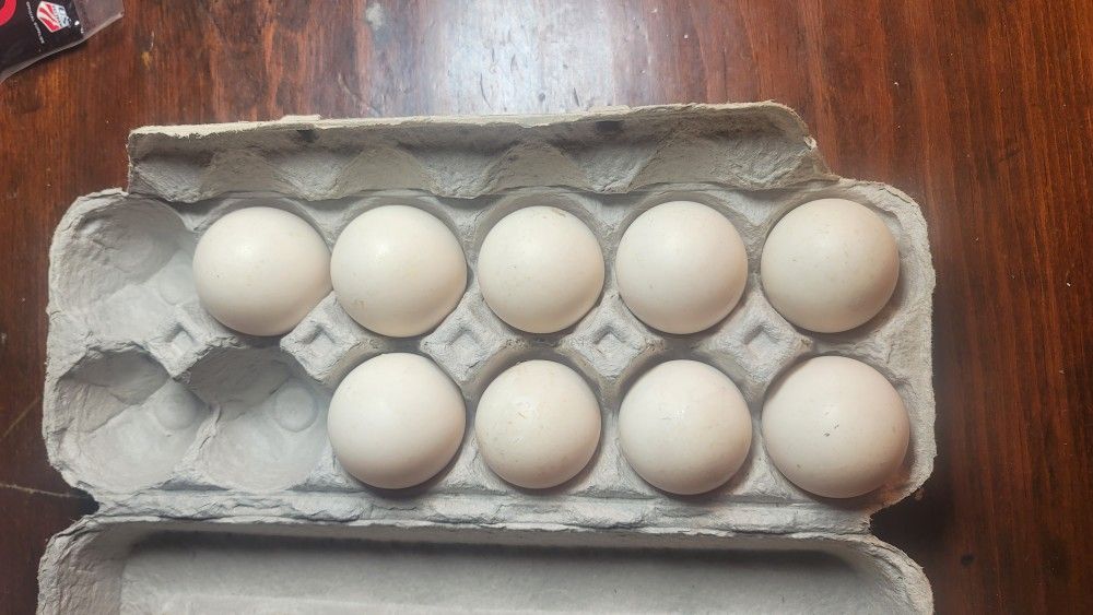 Fresh Duck Eggs From Happy Ducks