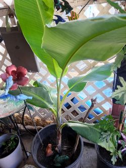 Fruit bearing Banana Trees