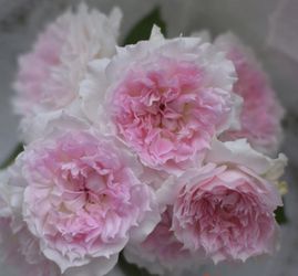 Rare European, Japan rose plants ,      Ajourée 