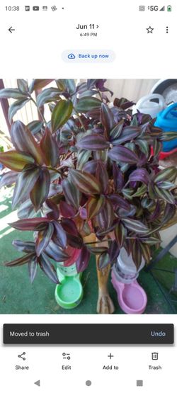 Trandescantia guinda 1g