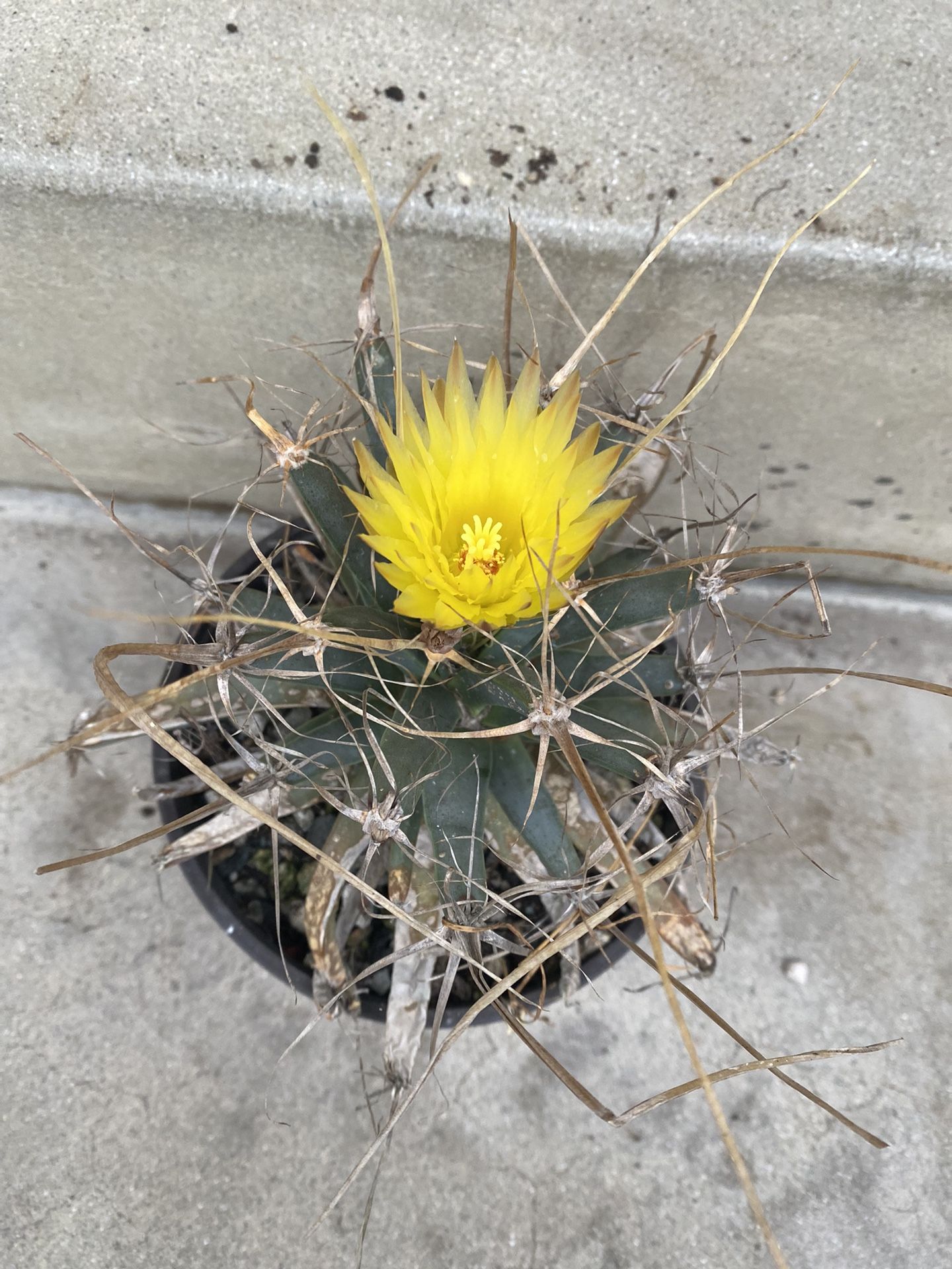 Very Rare Leuchtenbergia Princeps Mexican Plant, Is Blooming Today, Is In 6 Inch Pot Pick Up Only