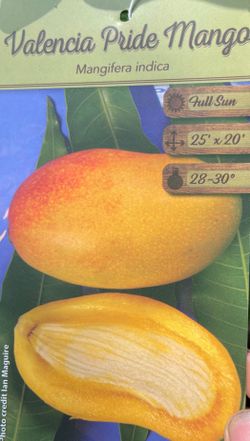 Grafted Valencia Pride mango trees