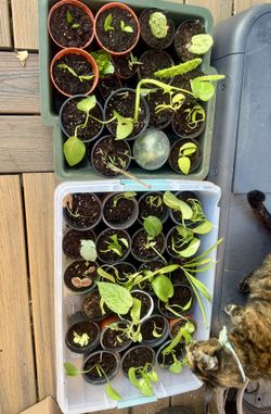 Purge Of Plant Babies 