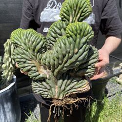 monstera adansonii for sale Monstera Adansonii Swiss Cheese Vine