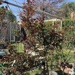 Fruit Tree Plum “Hollywood”