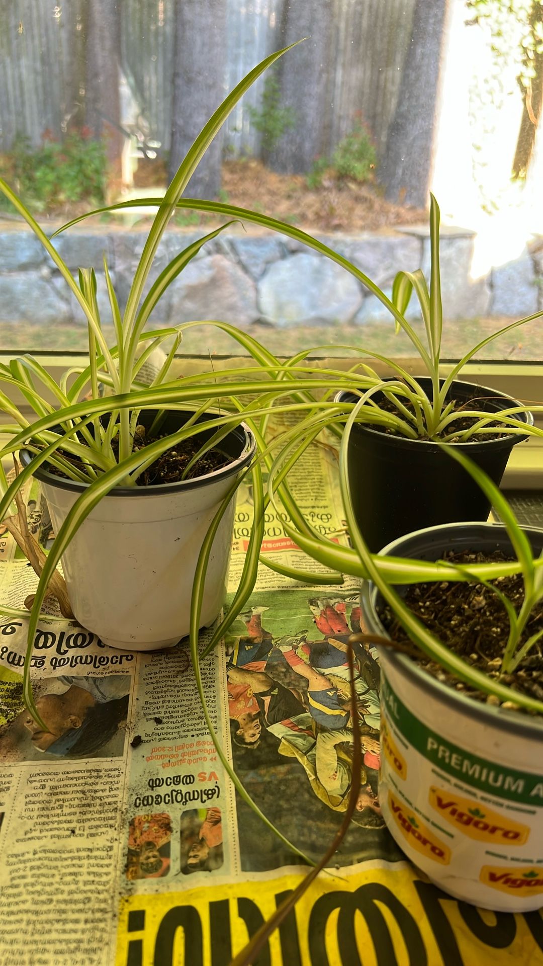 Spider Plant baby
