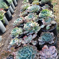 Echeveria & Succulent 