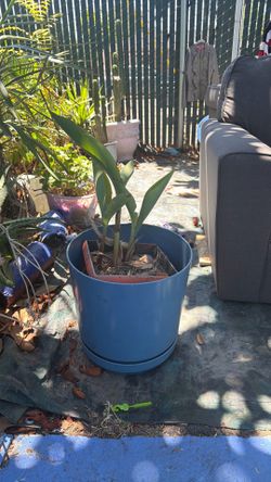 Burdaparadise and pot $10