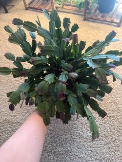 Christmas cacti plant