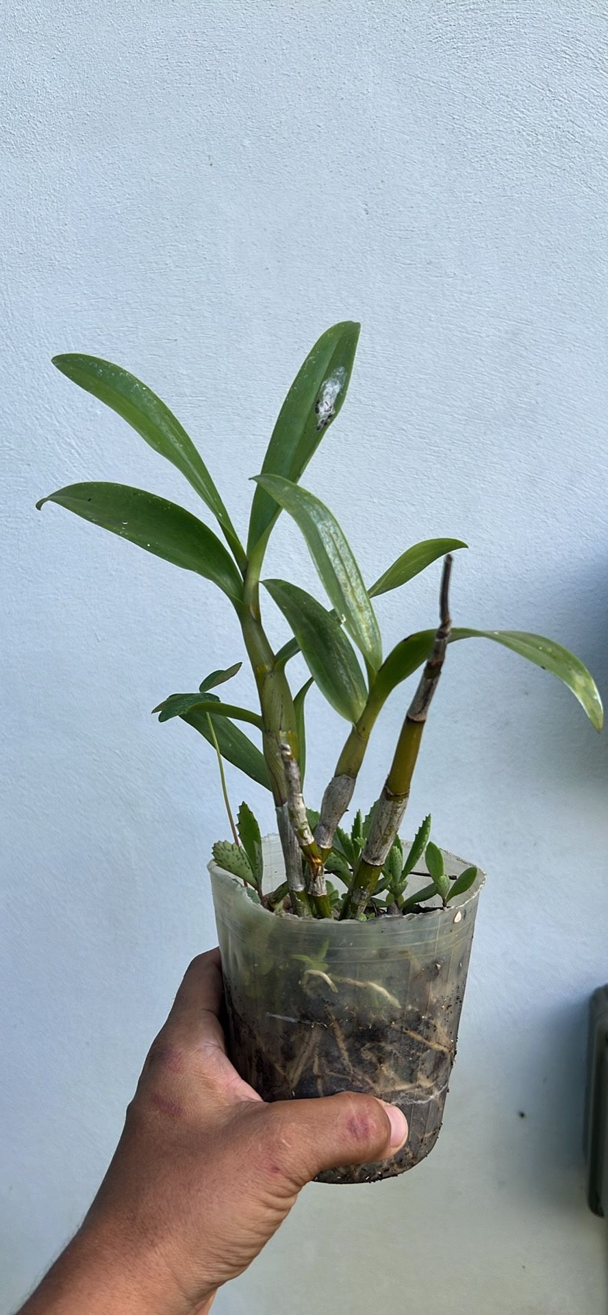 Orchid White Dendrodium Available