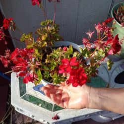 Plants 
