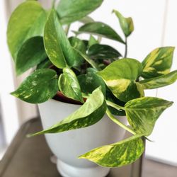 Golden Pothos