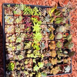 Succulents & Cactus