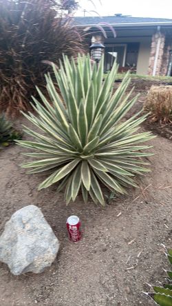 Agave desert plants