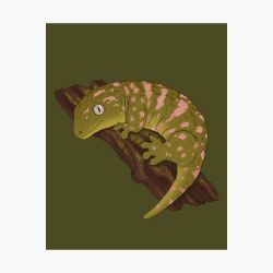 Leachianus Gecko Picture 