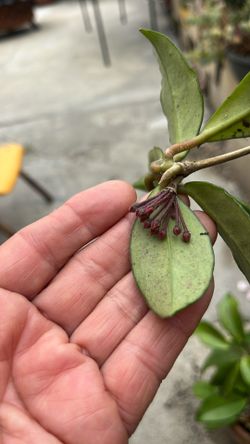 Hoya carnosa creeper/or guide /blooming with a lot of buds 4F Tall ready to move a big pot