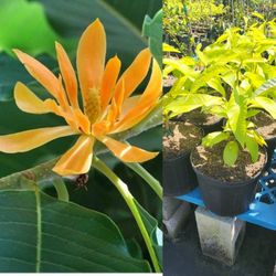 Champaca Perfume Flower Tree 🌳 3gal 