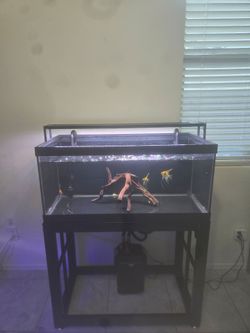 40 gallon fish tank