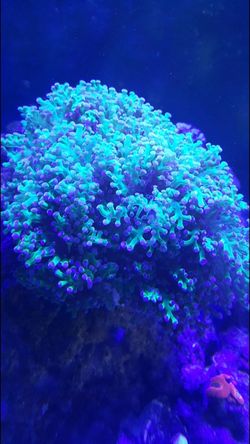 Fragspawn colony $120