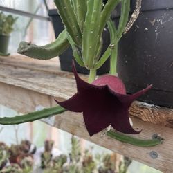 Stapelia Plant 🪴 
