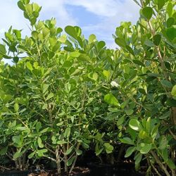 Large Clusia Beautiful Privacy Hedge Plants 25gl $95  6.5ft Tall