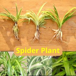 3 different baby spiderplant varieties,