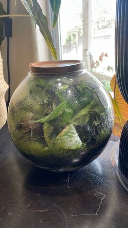 Terrarium