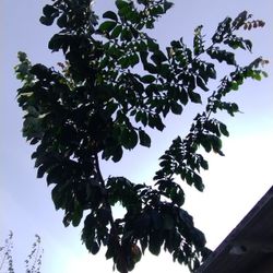 Vanilla Cream Bean (Patterna) 