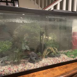 Fish Tank With All Necessities Included (Price negotiable)