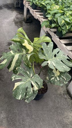 Monstera Thai Constellation - 3 Gallons