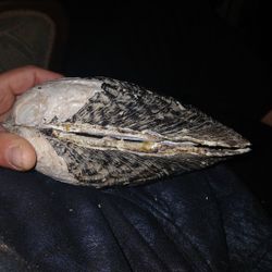 Freshwater Threeridged Muscle