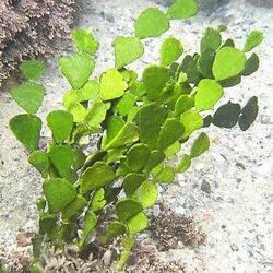 Halimeda Macroalgae For Saltwater Reef Tanks 