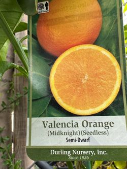 Valencia Orange tree 5gal $85, 15gal $200, 25gal $500