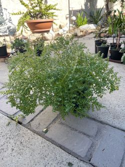 Beautiful plant