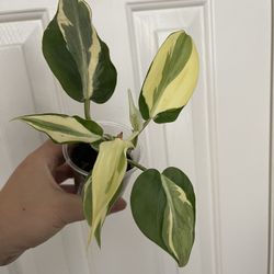 Beautiful Philodendron Rio Sport Plant