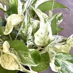 Snow Queen Potho Plants Trầu bà đột biến