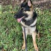 Michael D  K-9 Zeus 