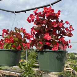 Plants, Flowers, Trees, And More