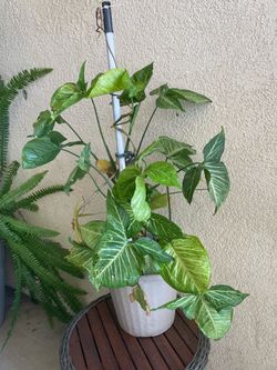 Bonita Planta natural