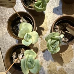 Lovely Rose Succulents Hard To Find