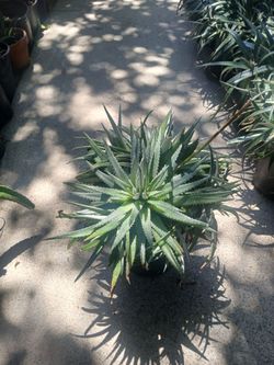 DWARF AGAVE in a gallon planter