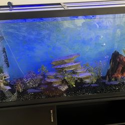 60 Gallon Fish Tank