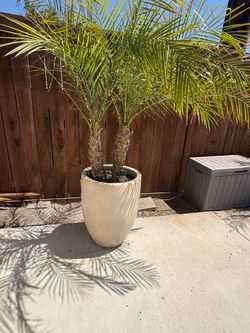 Palm trees with pots