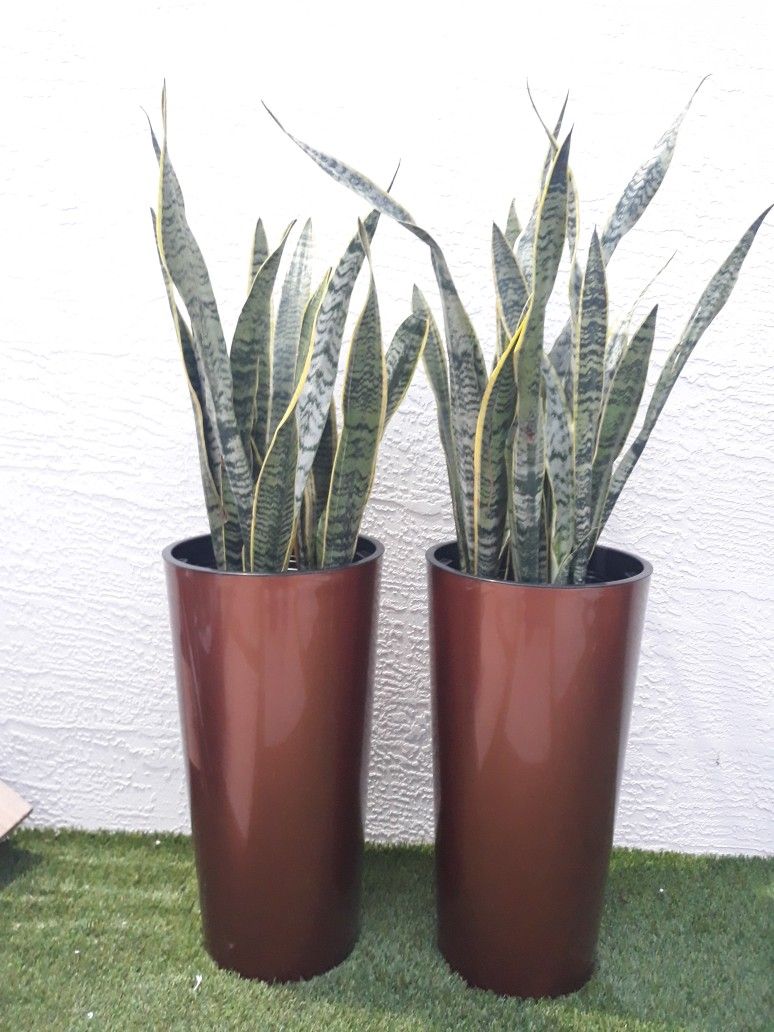 Snake Plant Natural / Each $75