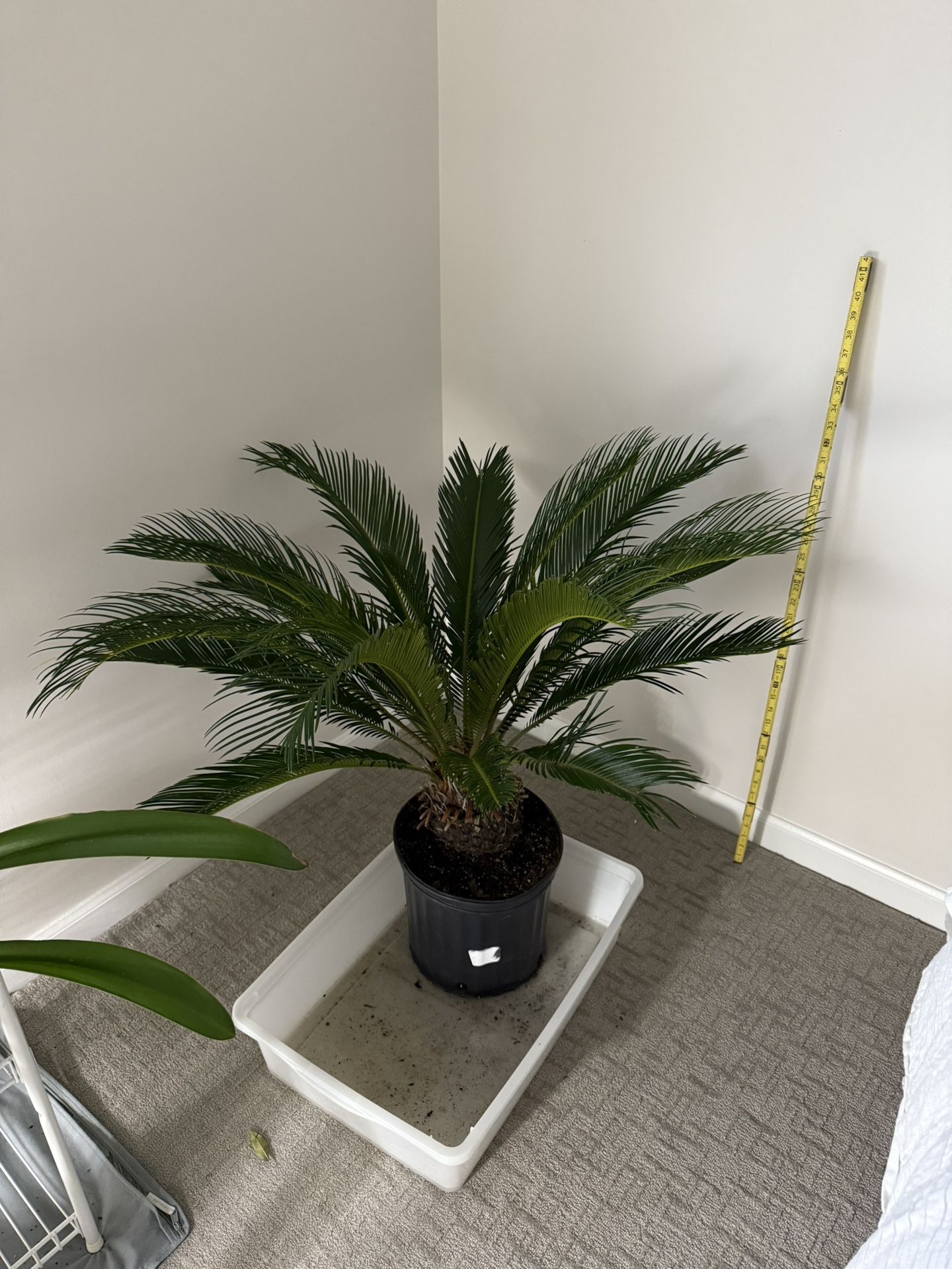 Sago palm /Cycad