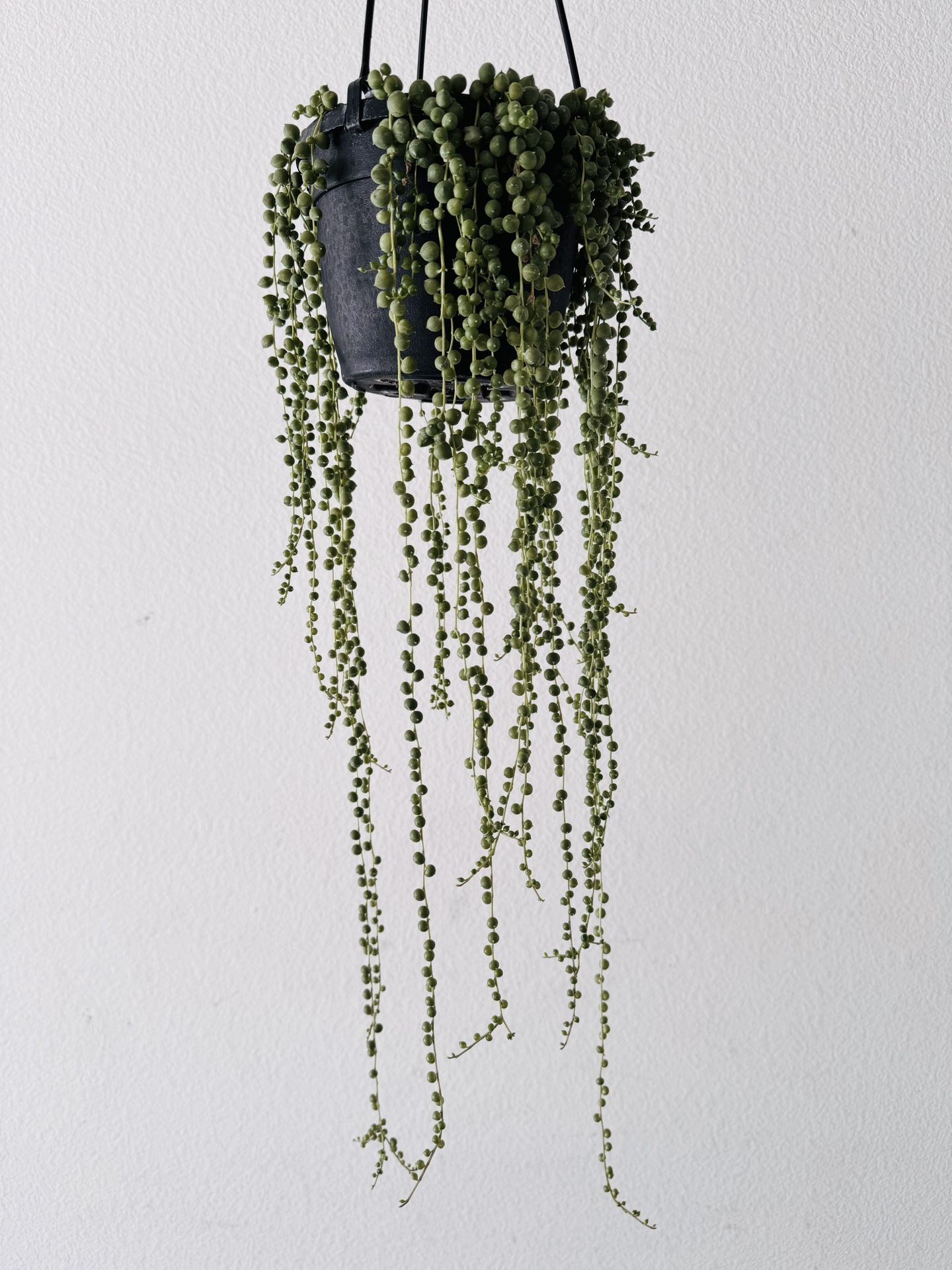 String Of Pearls Succulent Plant